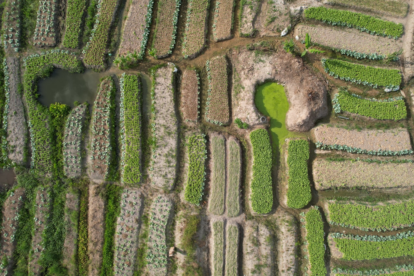 Réglementation UE anti-déforestation (EUDR) : ce qui change pour les exportateurs africains