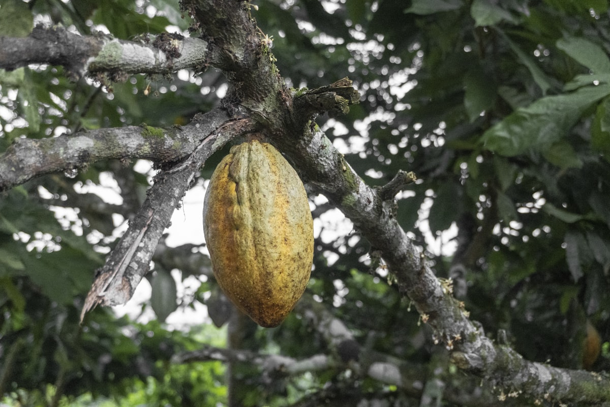 Cacao ivoirien : origine, qualité et fermentation maîtrisée