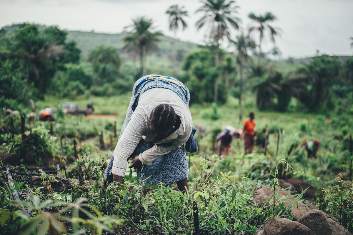 Femmes et coopératives : un pilier de l'agriculture bio ouest-africaine