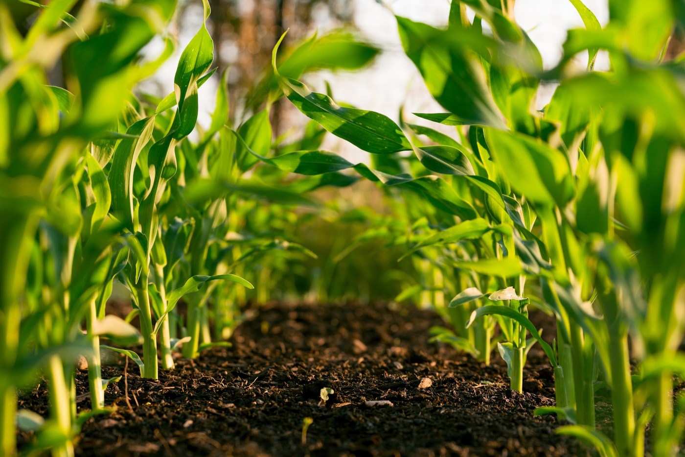Producteurs examinant une récolte de soja