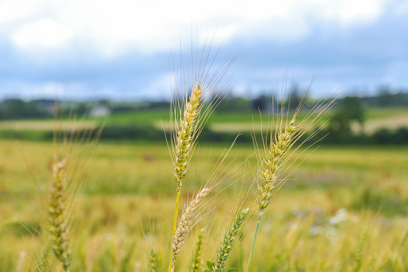Jeunes plants verts en pépinière biologique