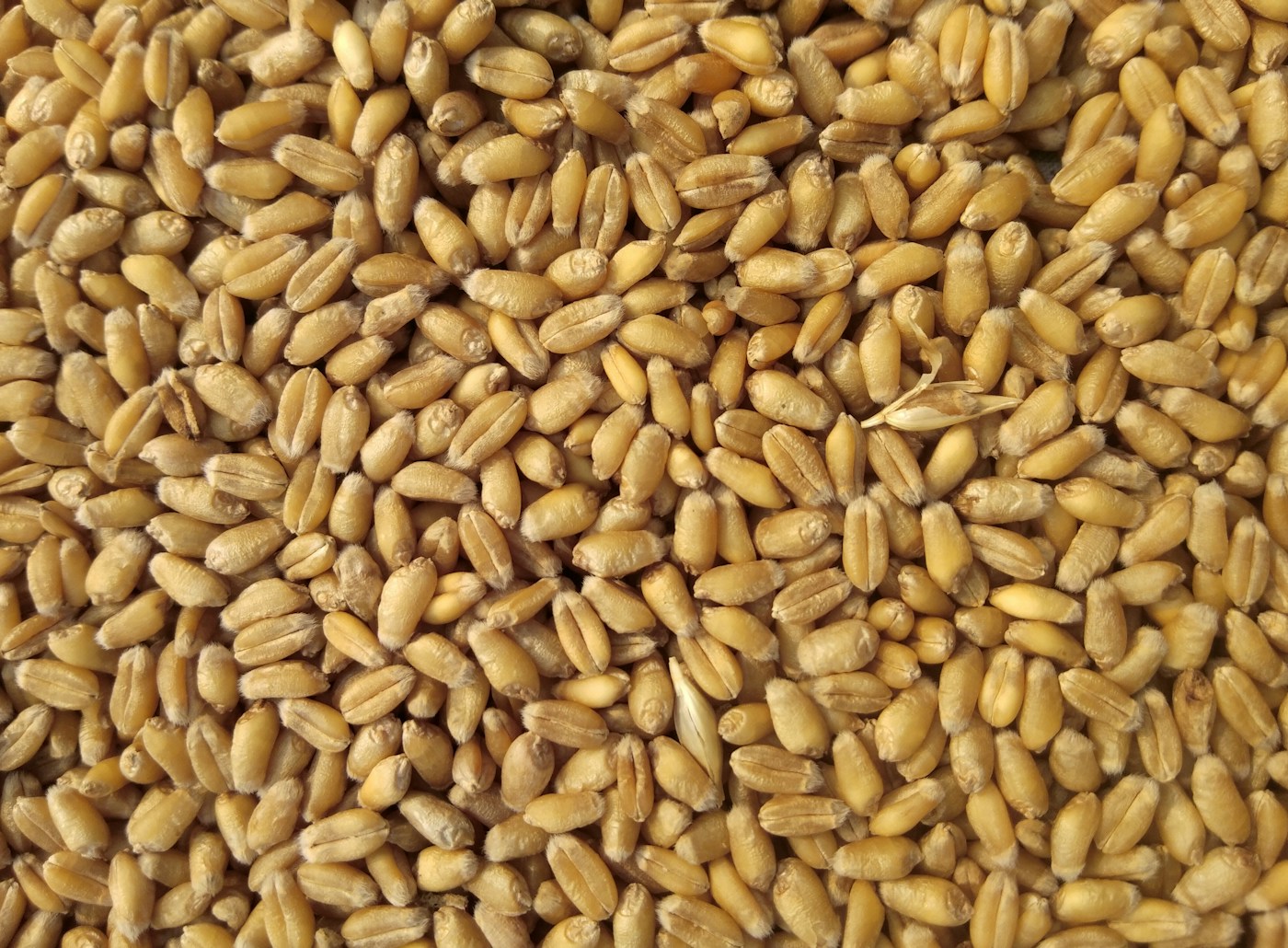 Grains de céréales récoltés en gros plan